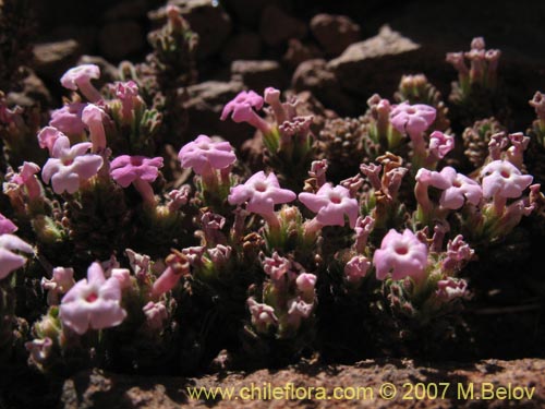 Imágen de Verbenaceae sp. #1697 (). Haga un clic para aumentar parte de imágen.