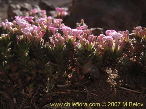 Image of Verbenaceae sp. #1697 (). Click to enlarge parts of image.