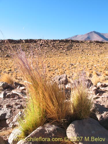 Image of Stipa sp. #1796 (). Click to enlarge parts of image.