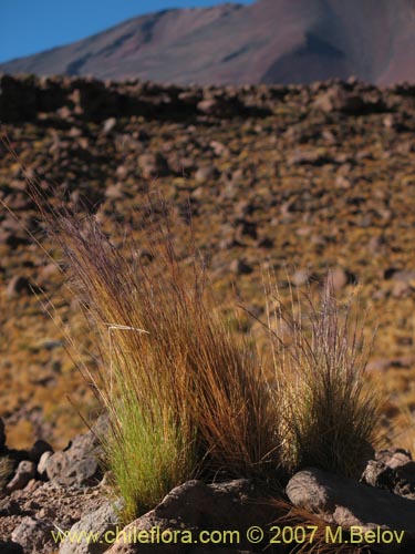 Image of Stipa sp. #1796 (). Click to enlarge parts of image.