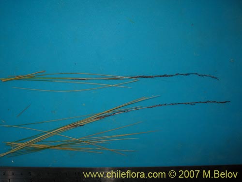 Stipa sp. #1796的照片