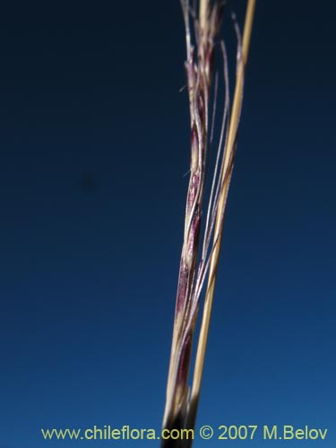 Image of Stipa sp. #1796 (). Click to enlarge parts of image.