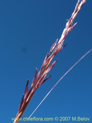 Stipa sp. #1796の写真