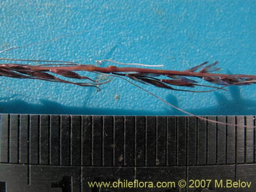 Image of Stipa sp. #1796 (). Click to enlarge parts of image.