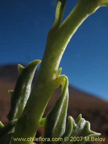 Senecio sp. #1457의 사진