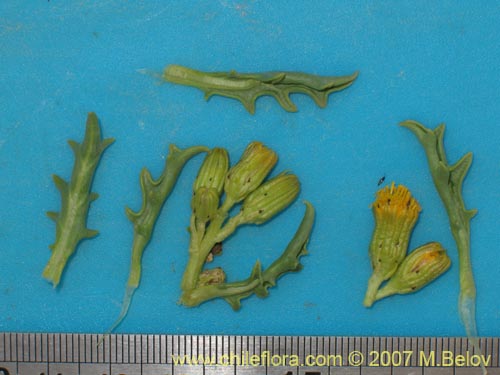 Image of Senecio sp. #1457 (). Click to enlarge parts of image.