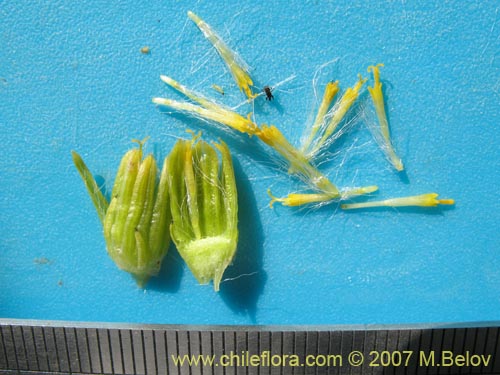 Image of Senecio sp. #1457 (). Click to enlarge parts of image.