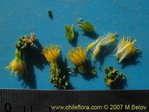 Image of Senecio sp. #1456 (). Click to enlarge parts of image.