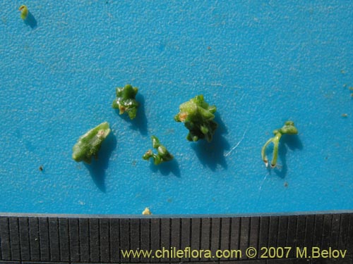 Image of Senecio sp. #1456 (). Click to enlarge parts of image.