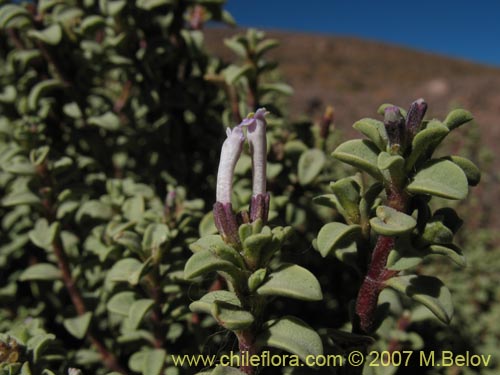 Фотография Lampaya medicinalis (). Щелкните, чтобы увеличить вырез.