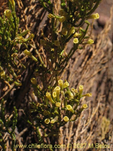 Image of Fabiana denudata Miers (). Click to enlarge parts of image.