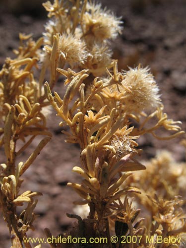 Image of Baccharis boliviensis (). Click to enlarge parts of image.