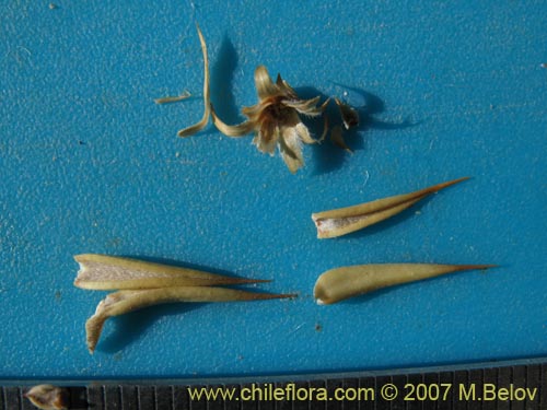 Image of Chuquiraga atacamensis (). Click to enlarge parts of image.