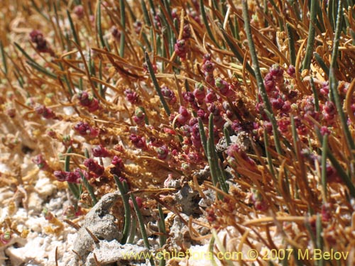 Фотография Sarcocornia pulvinata (). Щелкните, чтобы увеличить вырез.