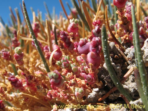 Sarcocornia pulvinataの写真