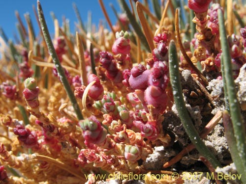 Imágen de Sarcocornia pulvinata (). Haga un clic para aumentar parte de imágen.