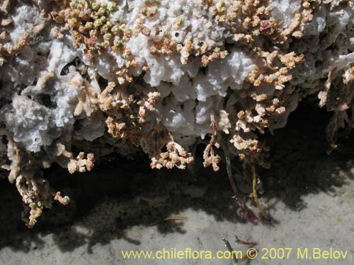 Фотография Sarcocornia pulvinata (). Щелкните, чтобы увеличить вырез.