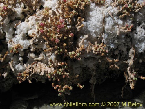 Sarcocornia pulvinata의 사진