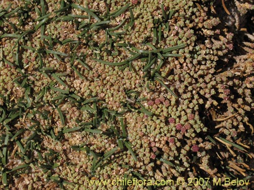 Фотография Sarcocornia pulvinata (). Щелкните, чтобы увеличить вырез.