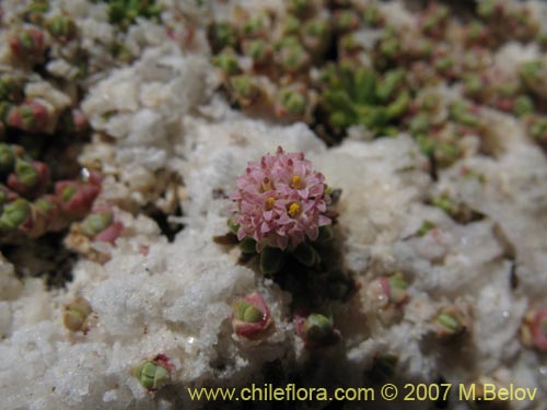 Bild von Baccharis acaulis (). Klicken Sie, um den Ausschnitt zu vergrössern.