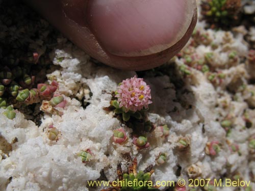 Bild von Baccharis acaulis (). Klicken Sie, um den Ausschnitt zu vergrössern.