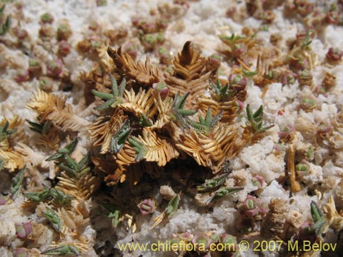 Image of Distichlis humilis (). Click to enlarge parts of image.