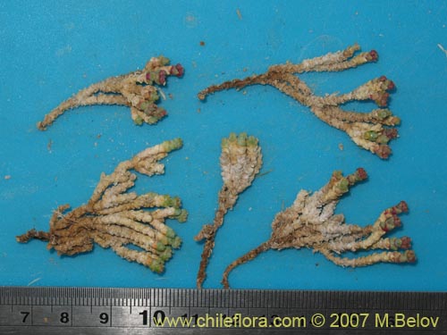 Sarcocornia pulvinata의 사진