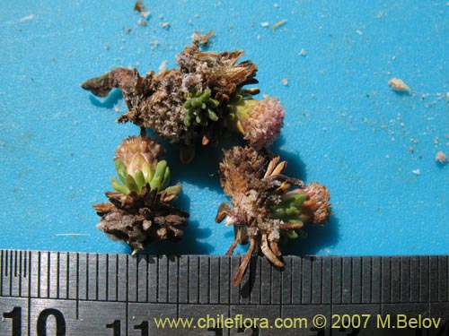 Image of Baccharis acaulis (). Click to enlarge parts of image.