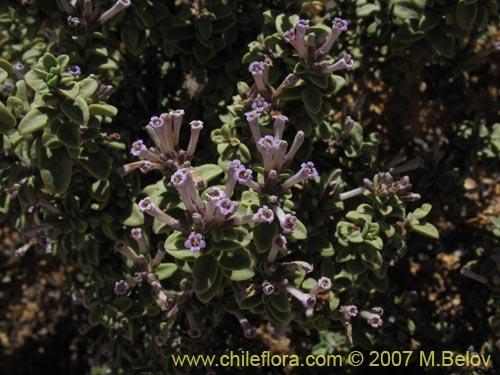 Imágen de Lampaya medicinalis (). Haga un clic para aumentar parte de imágen.