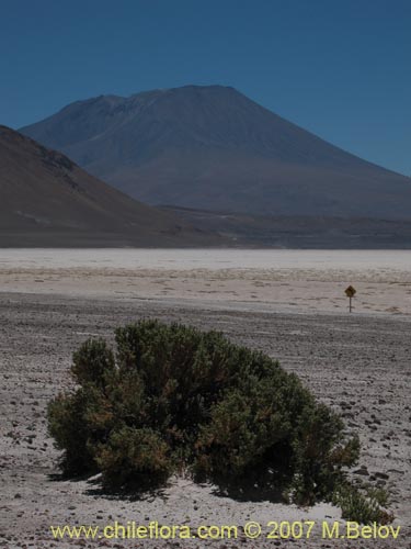 Фотография Lampaya medicinalis (). Щелкните, чтобы увеличить вырез.