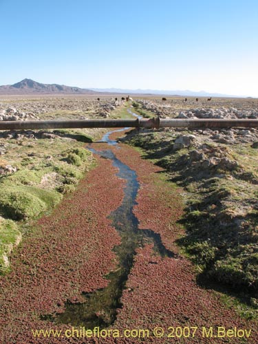 Bild von Azolla filiculoides (). Klicken Sie, um den Ausschnitt zu vergrössern.