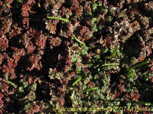 Image of Azolla filiculoides (). Click to enlarge parts of image.