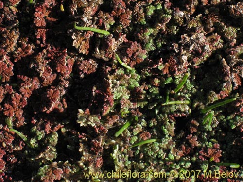 Imágen de Azolla filiculoides (). Haga un clic para aumentar parte de imágen.