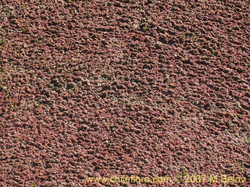 Image of Azolla filiculoides (). Click to enlarge parts of image.