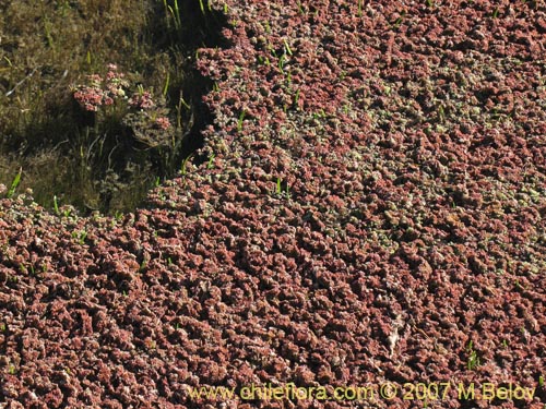 Image of Azolla filiculoides (). Click to enlarge parts of image.