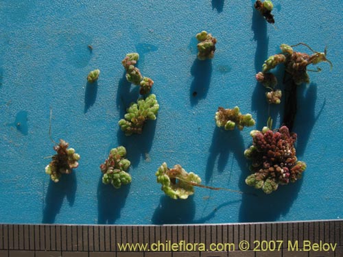 Image of Azolla filiculoides (). Click to enlarge parts of image.