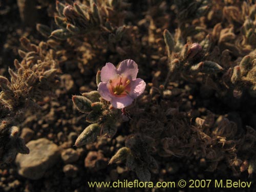 Image of Tiquilia atacamensis (). Click to enlarge parts of image.