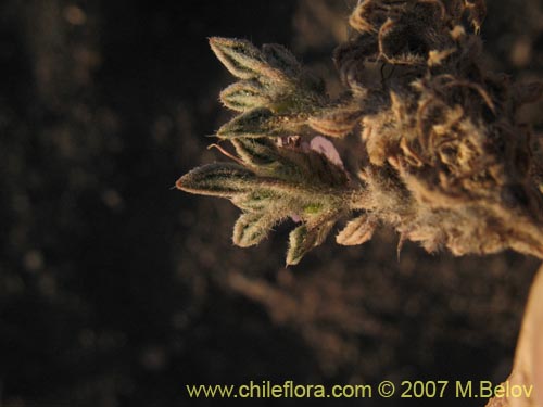 Tiquilia atacamensis的照片