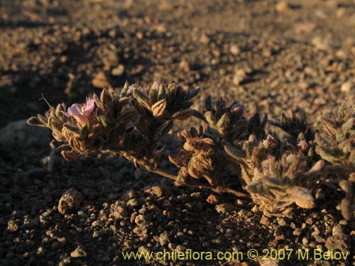 Image of Tiquilia atacamensis (). Click to enlarge parts of image.