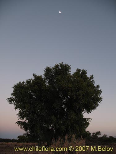 Image of Prosopis tamarugo (Tamarugo). Click to enlarge parts of image.