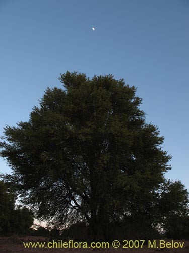 Image of Prosopis tamarugo (Tamarugo). Click to enlarge parts of image.