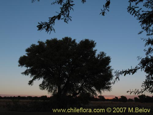 Image of Prosopis tamarugo (Tamarugo). Click to enlarge parts of image.