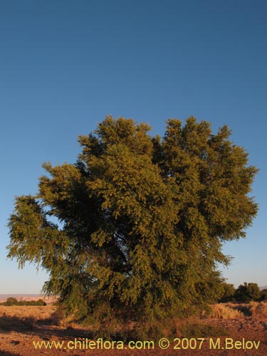 Bild von Prosopis tamarugo (Tamarugo). Klicken Sie, um den Ausschnitt zu vergrössern.