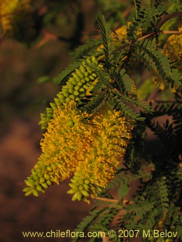 Imágen de Prosopis tamarugo (Tamarugo). Haga un clic para aumentar parte de imágen.