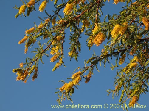 Bild von Prosopis tamarugo (Tamarugo). Klicken Sie, um den Ausschnitt zu vergrössern.