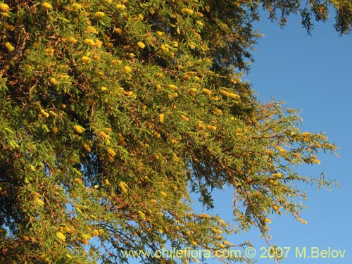 Bild von Prosopis tamarugo (Tamarugo). Klicken Sie, um den Ausschnitt zu vergrössern.