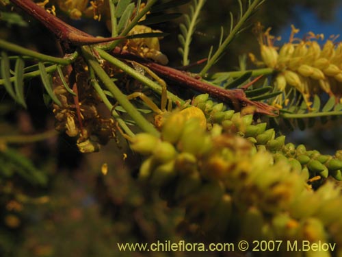 Image of Prosopis tamarugo (Tamarugo). Click to enlarge parts of image.