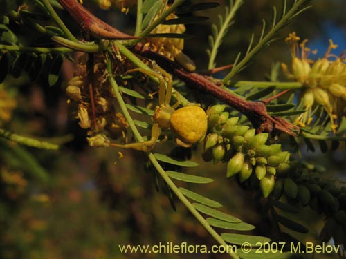 Image of Prosopis tamarugo (Tamarugo). Click to enlarge parts of image.