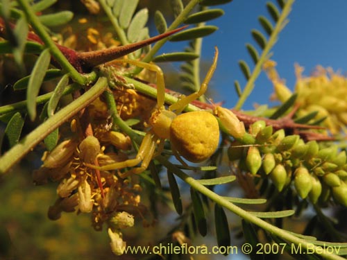 Image of Prosopis tamarugo (Tamarugo). Click to enlarge parts of image.