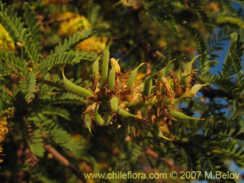 Image of Prosopis tamarugo (Tamarugo). Click to enlarge parts of image.